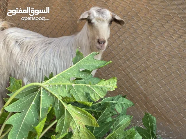 هوش يمي عماني