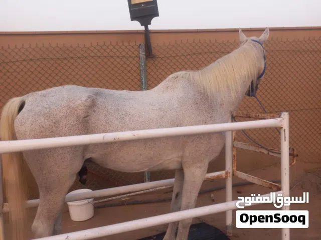 خيل  خصي  للبيع  المستعجل