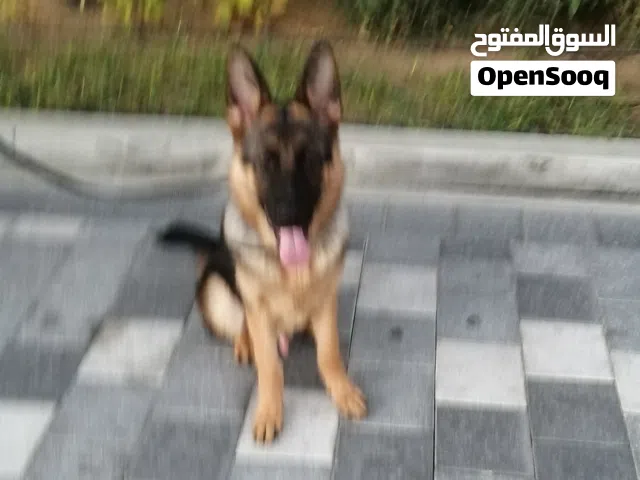 German shephered puppy
