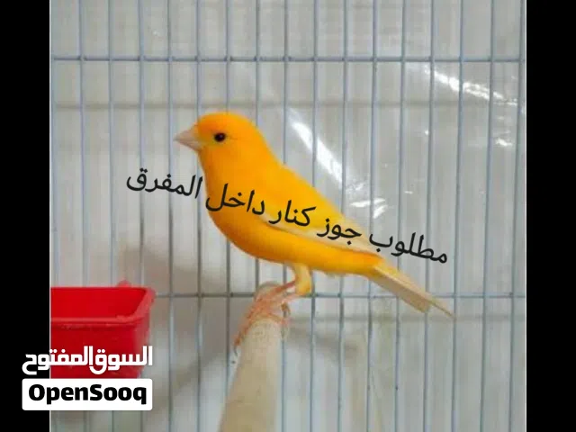 مطلوب مطلوب جوز كنار جزري  داخل المفرق فقط