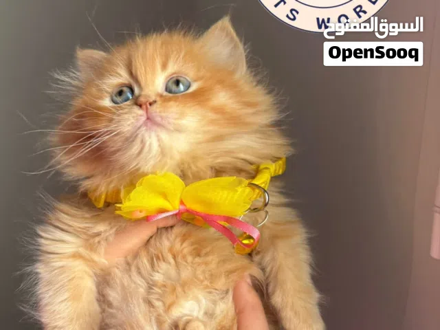 انثى شيرازي مون فيس بيور