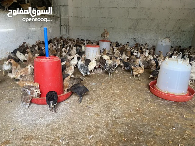 للبيع دجاج محلي عماني العدد مفتوح