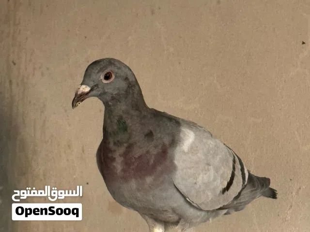 حمام زاجل زواجل ذكور