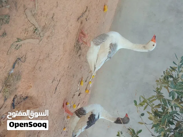 وزتان للبيع دكر وانثي