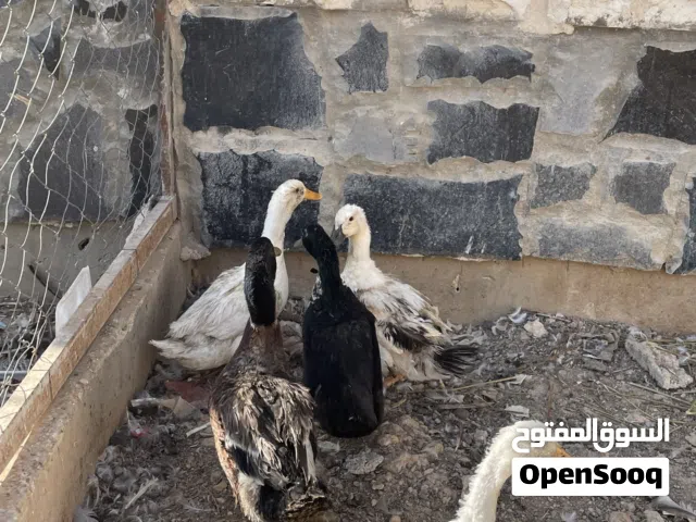 بط اربع اناثي وذكر للبيع