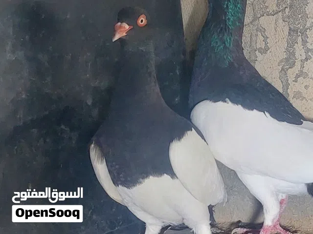 يهوديات للبيع