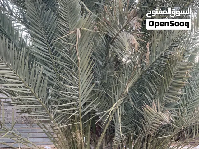 جبرات حلاوي للبيع في اكتر من8 طروف وفي أنواع. تانيه