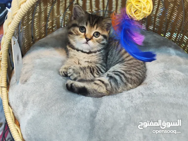 ذكر سكوتش ستريت ny24