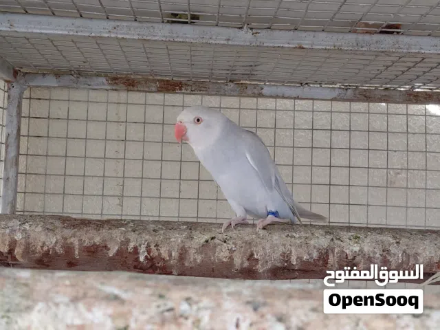 زوج دره لاس وينج بصحه جيده ونضيف