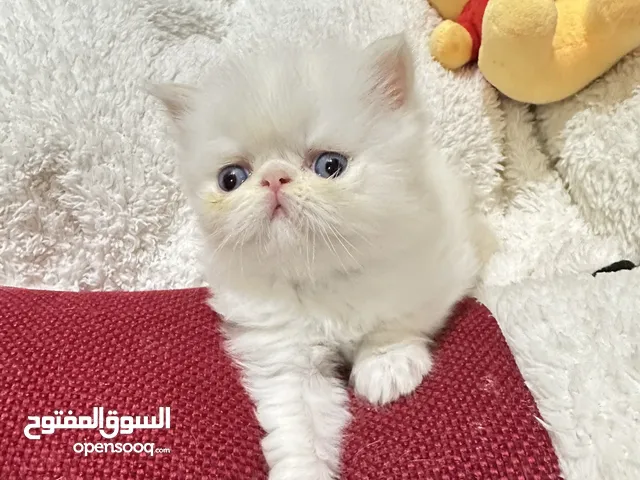 Persian cat for sale