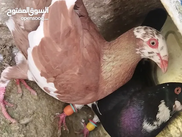 حمام للبيع