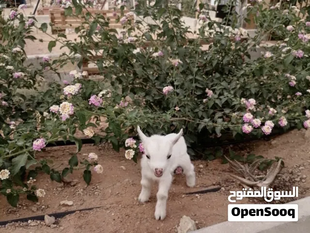 ماعز قزمى ذكر
