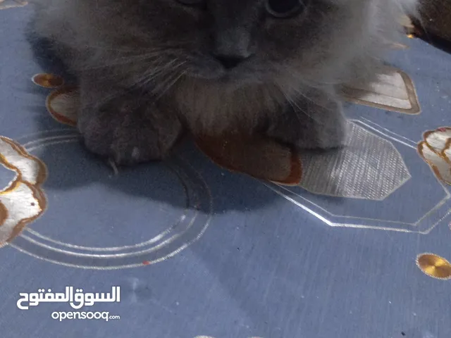 ققط البيع والشراء