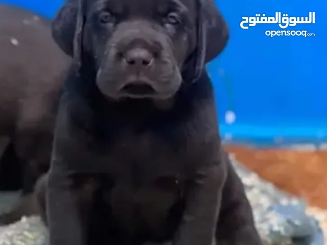 كلب لبرادو بيور قوي