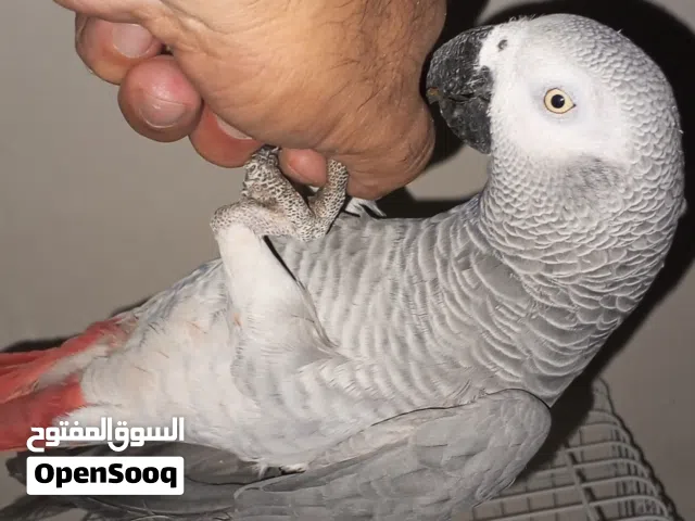 كاسكو افريقي  متكلم دبل سوبر جامبو ثلجي فوووول الافه طينه تلزمه مثل الجنطه