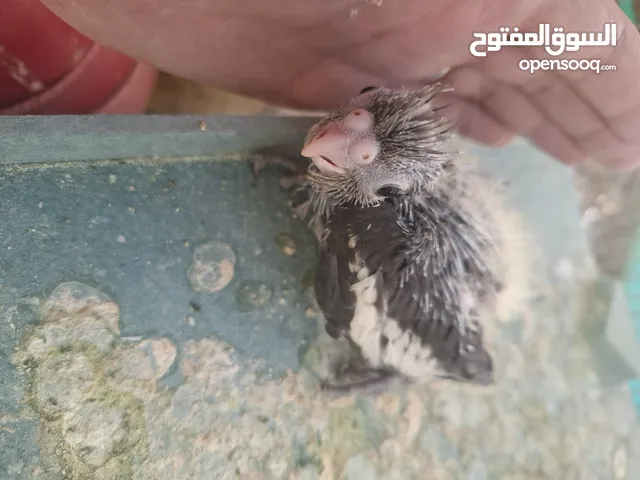 موجود ثلث فراخ زق عمر 30 يوم ب 25 دينار للكوم