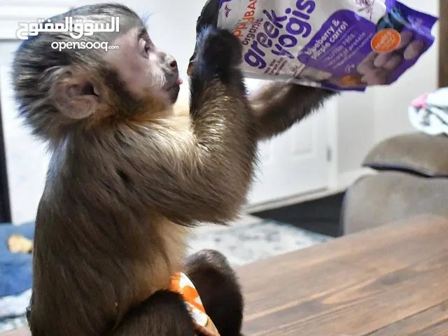 Top quality baby capuchin monkeys