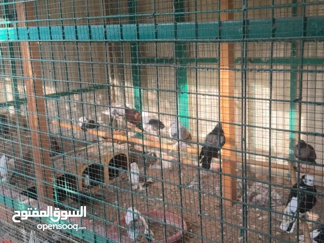 أيراني جلابي حبه ب 10