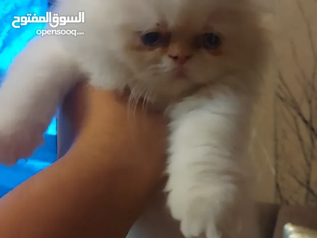 قط هملايا اورنج بيور