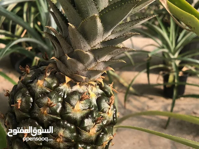 نبتة أناناس طبيعية داخل سندانه – زينة فريدة ومميزة!