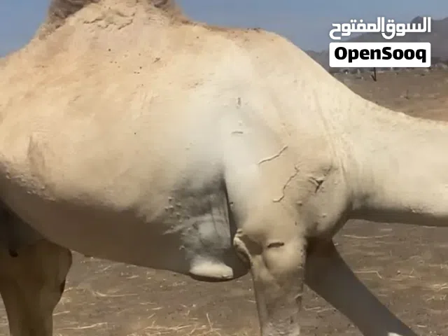 قعود لحم للبيع