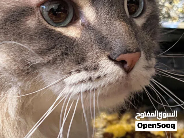 pour ce chat