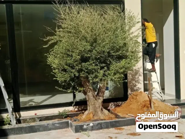 زيتون مفرع ومعمر زينه للقصور والفلل