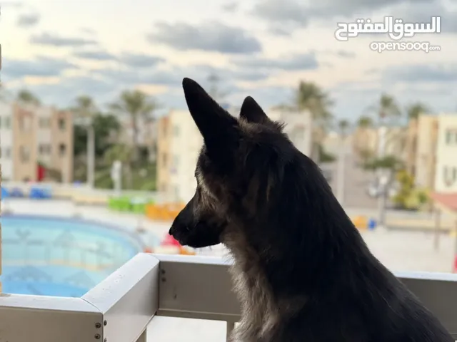 كلبه جيرمن