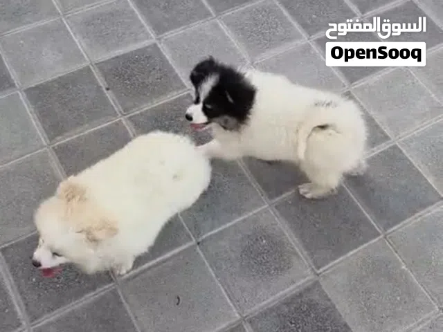 كلب بومريان ذكر