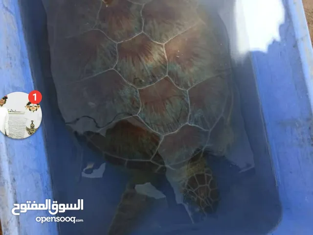 سلاحف برمايه