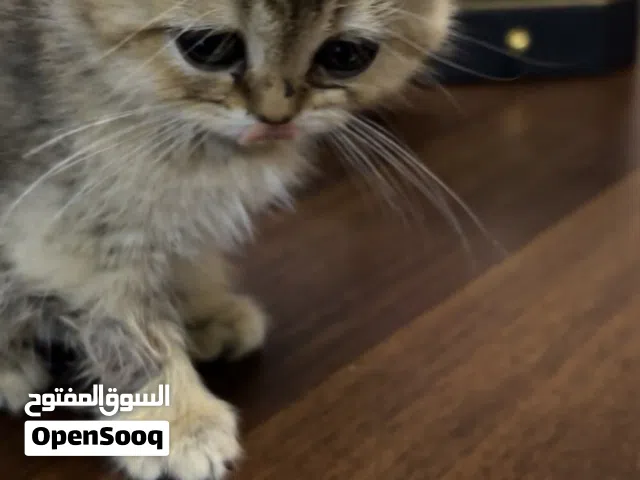 مع بوكس  وصحن اكل وشرب