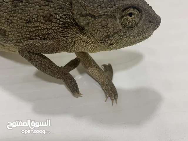 حرباء للبيع