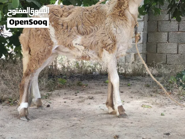 حولية خرطومي