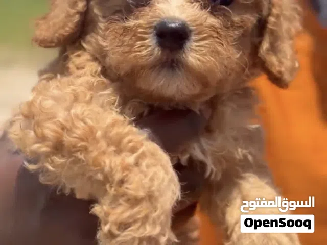 toy poodel pupies