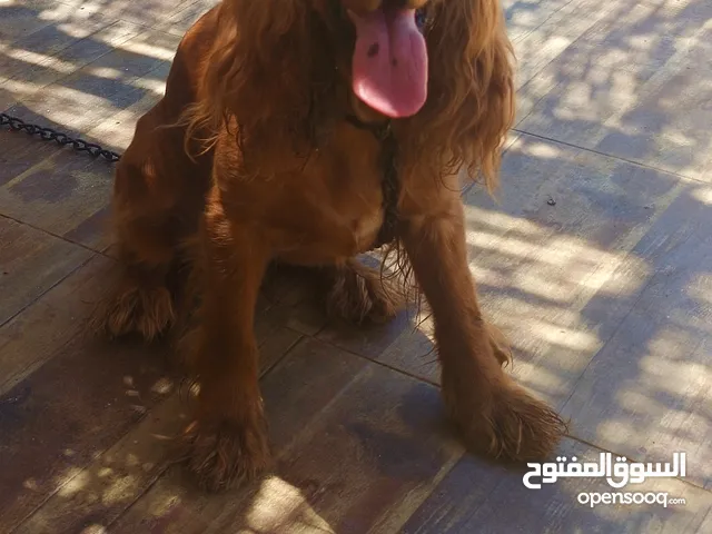 أحلى أنثى إسبانيول كوكر دارك تشوكليت