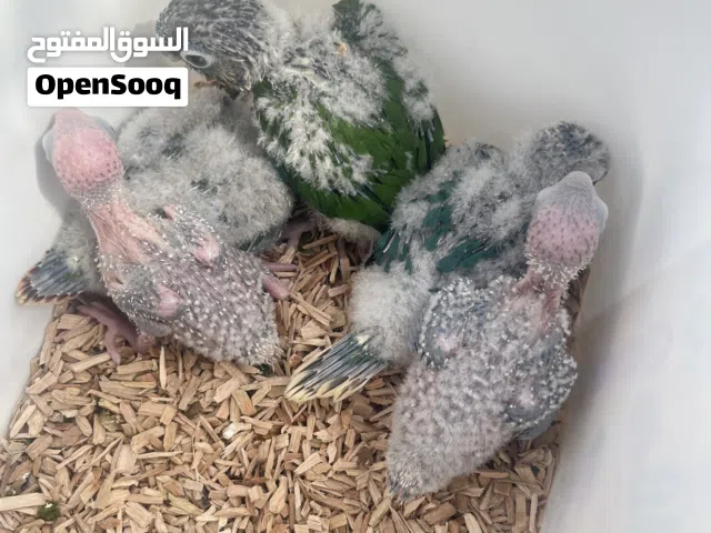 فروخ كنيور جرين شيك يلو سايد و تركواز