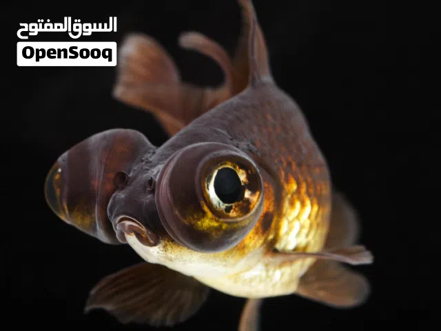 اسماك بلاك مور