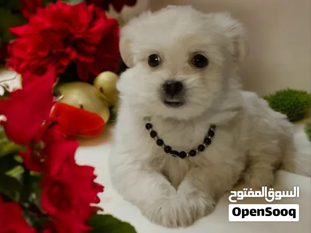 أجمل هديه ولد هافنيز شيك جدا حجم صغير مبيكبرش