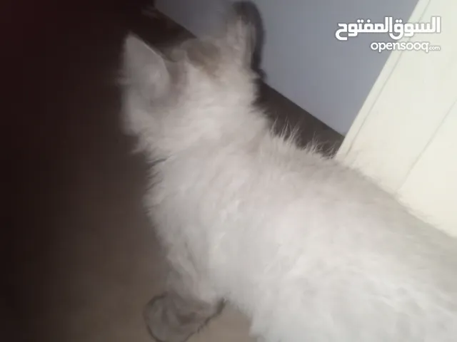 قط هاملاي ذكر للبيع