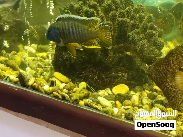 سمك سكلت امريكي