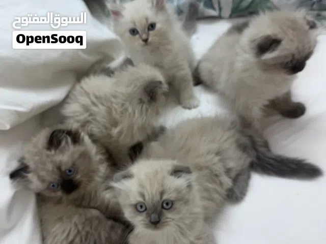 قطط منزلية للبيع ام و أطفالها الصغار في عمر شهر ونص تقريباً و لأن سنة و شهر تقريباً في افضل حال