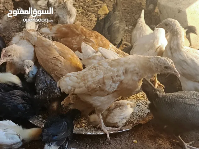 بسم الله الرحمن الرحيم صوص بلدي ولوهمان ماخذ المطاعيم في عمر شهر عدد 130 وفيه عمر شهرين ونص عدد 16