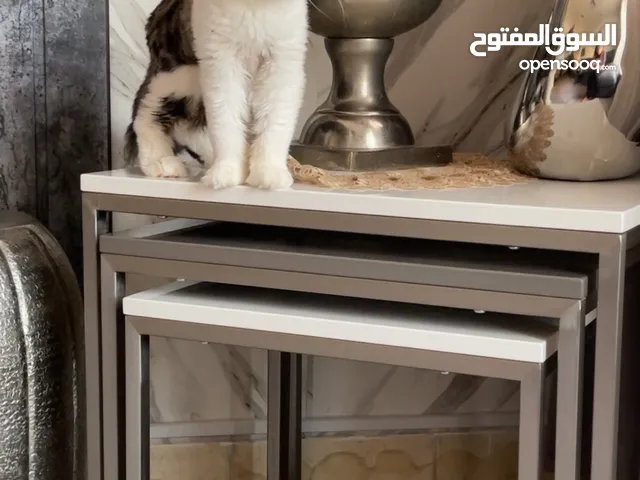 قطوه نثيه عمرها 3 شهور