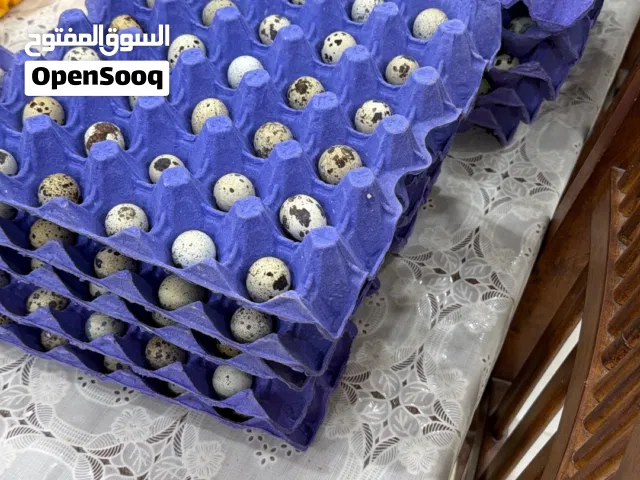 بيض فري تجميع يومي