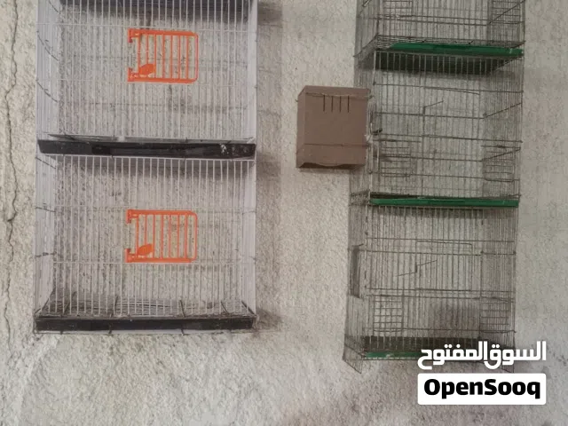 زوز سلاكات نضاف