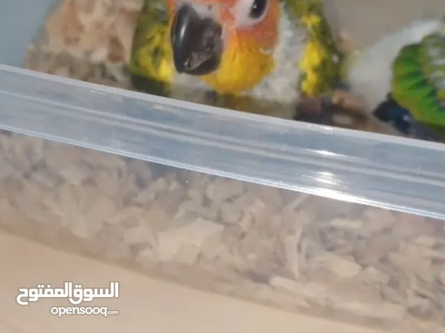 فرخ صن كنيور عمره فوق شهر مع ابرة غر و سيرلاك