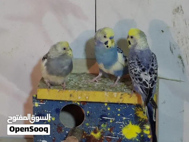 طيور حب للبيع