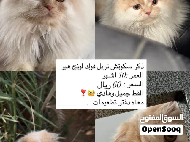 سكوتش قط انثا وذكر