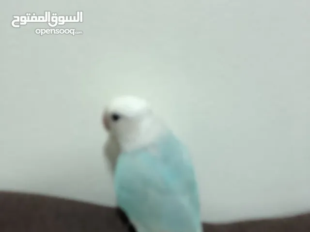 روز مو اليف