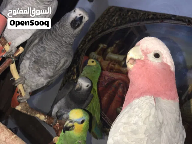 امازون بلو فرننتد درجه ثالثه